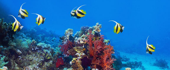 海洋館短信營(yíng)銷案例 海洋館短信營(yíng)銷案例